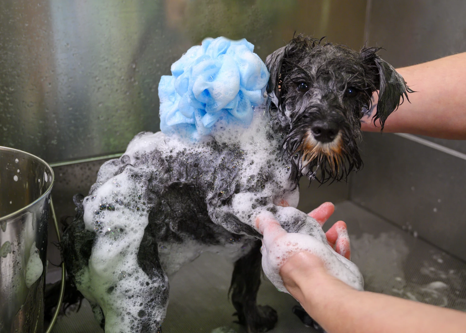 Show Tech Super Foaming Sponge Blue 2 Show Tech Super Foaming Sponge Blue - Image 2