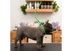 Jelly Pet Grooming Loop Lime Green 46 Cm X 1 Cm -Pet Care Shop 16jpe005 kegocijaawgldsur