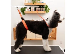 Jelly Pet Grooming Loop Hunter Orange 61 Cm X 1 Cm -Pet Care Shop 16jpe013 2 4ok3nefy4lcel47n