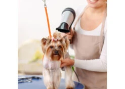 Jelly Pet Grooming Loop Hunter Orange 61 Cm X 1 Cm -Pet Care Shop 16jpe013 3 dmkuyd6m6umg9prl