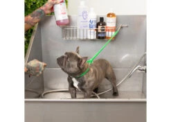 Jelly Pet Grooming Loop Lime Green 61 Cm X 1 Cm 9 Jelly Pet Grooming Loop Lime Green 61 Cm X 1 Cm -Pet Care Shop 16jpe014 2 qkyiw1ck4u5nsdeg