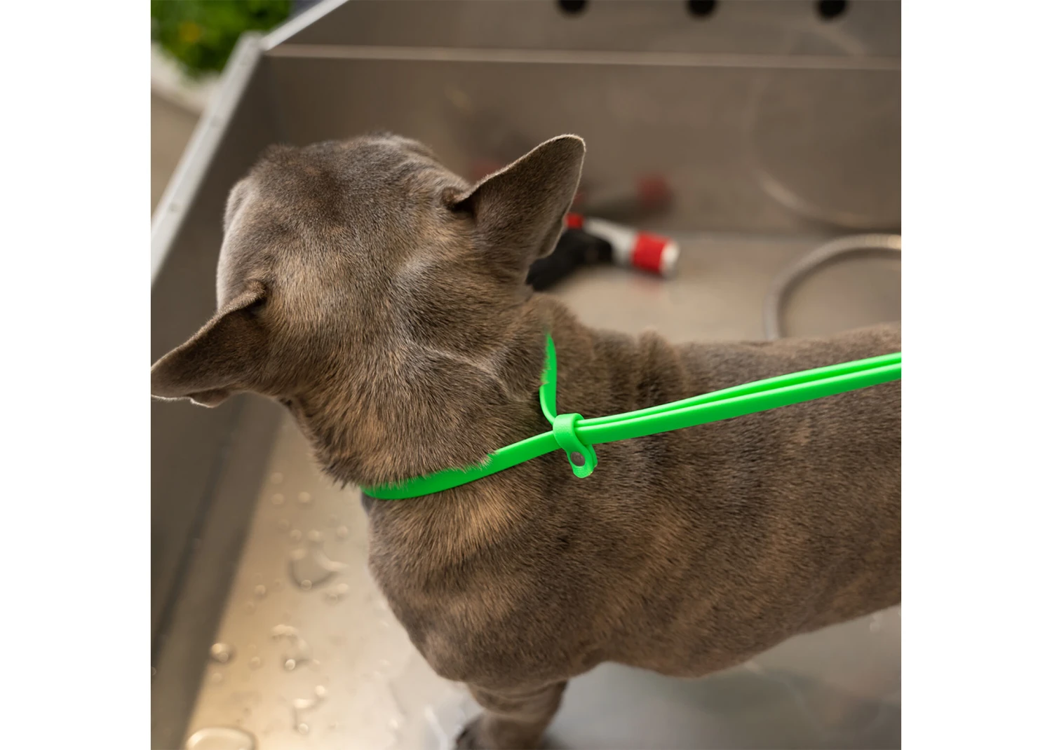 Jelly Pet Grooming Loop Lime Green 61 Cm X 1 Cm 4 Jelly Pet Grooming Loop Lime Green 61 Cm X 1 Cm - Image 4