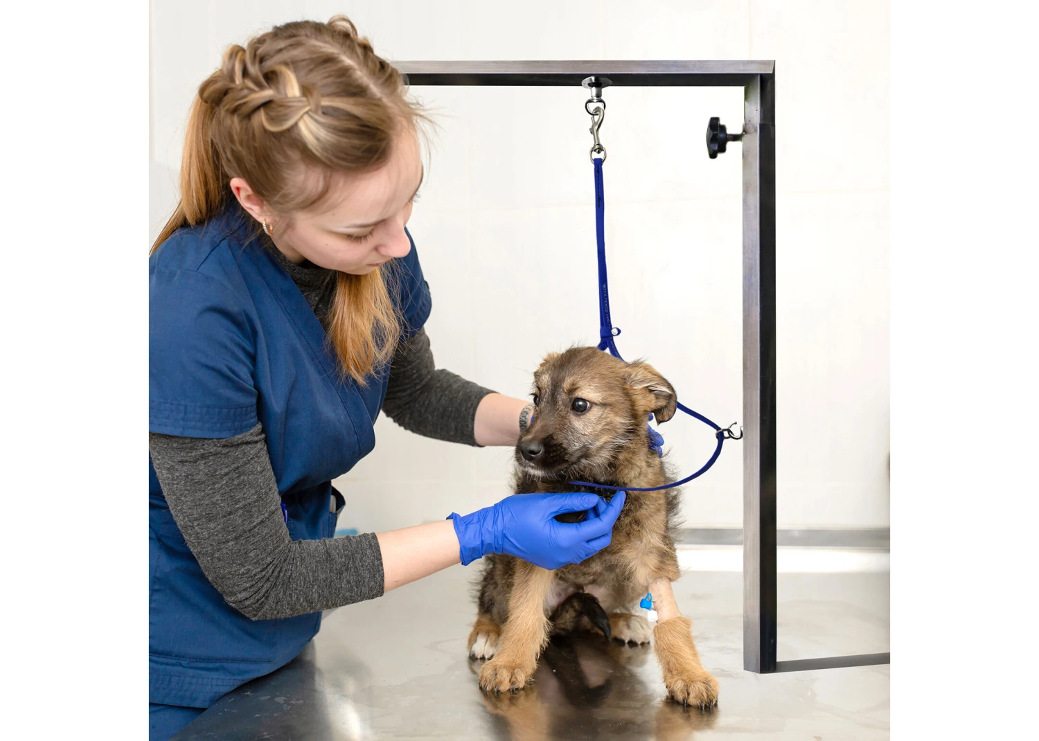 Jelly Pet Grooming Loop W/Ring Royal Blue 46 Cm X 1 Cm 2 Jelly Pet Grooming Loop W/Ring Royal Blue 46 Cm X 1 Cm - Image 2