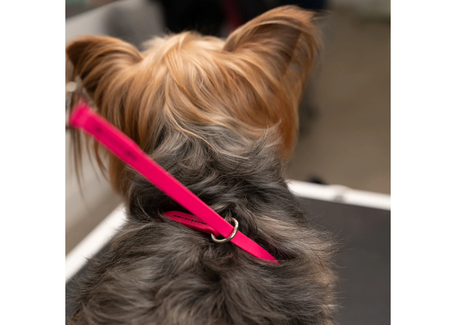 Jelly Pet Grooming Loop Slip Style Hot Pink 63 Cm X 1 Cm 3 Jelly Pet Grooming Loop Slip Style Hot Pink 63 Cm X 1 Cm - Image 3