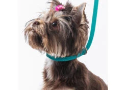 Jelly Pet Grooming Loop Slip Style Hot Pink 76 Cm X 1,25 Cm 9 Jelly Pet Grooming Loop Slip Style Hot Pink 76 Cm X 1,25 Cm -Pet Care Shop 16jpe055 1 w0jnx6cwkixype1t