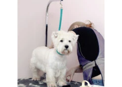 Jelly Pet Grooming Loop Slip Style Teal 76 Cm X 1,25 Cm 6 Jelly Pet Grooming Loop Slip Style Teal 76 Cm X 1,25 Cm -Pet Care Shop 16jpe060 2 ncunkle3msv07cb5