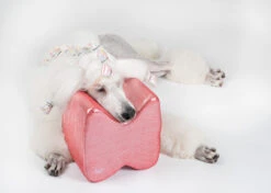 Show Tech Topknot Cushion Glitzy Red - M 13 Show Tech Topknot Cushion Glitzy Red - M -Pet Care Shop 16ste071 4 ve3q7069svm6dytr