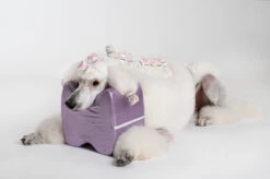 Show Tech Topknot Cushion Glitzy Purple - S 19 Show Tech Topknot Cushion Glitzy Purple - S -Pet Care Shop 16ste074 2 ywprvhtxytyxd0w2