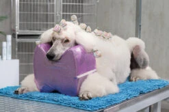 Show Tech Topknot Cushion Glitzy Purple - L -Pet Care Shop 16ste074 3 b7snjiyup1rn4nd8