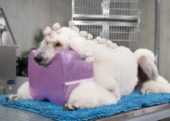 Show Tech Topknot Cushion Glitzy Purple - L -Pet Care Shop 16ste074 4 h8wmghmoz7tnsgp6