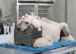 Show Tech Topknot Cushion Glitzy Purple - S 24 Show Tech Topknot Cushion Glitzy Purple - S -Pet Care Shop 16ste077 5 7vs2puyr7qoisa5i