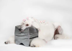 Show Tech Topknot Cushion Glitzy Black - L -Pet Care Shop 16ste077 6 jk9w8yzqr3kw4boe