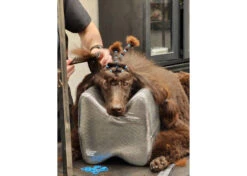 Show Tech Topknot Cushion Glitzy Black - L -Pet Care Shop 16ste077 klant 5iutcpgzbsigs8q8