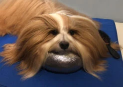 Show Tech Comfy Grooming Cushion Glitzy Brown - S -Pet Care Shop 16ste082 4 ddrdxtfrrzekda93