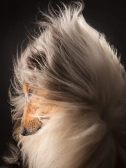 IGroom Deshedding + Detangling Shampoo 473 Ml 6 IGroom Deshedding + Detangling Shampoo 473 Ml -Pet Care Shop 41igr019 2 0hrybkpvr43ed24o