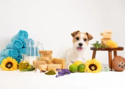 Show Tech+ Bubble Bliss Shampoo Bar -Pet Care Shop 41stp039 7 rkdqfp6pp8bys348