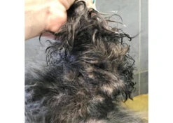 Show Tech+ Quick Fix Spray RTU 500 Ml 7 Show Tech+ Quick Fix Spray RTU 500 Ml -Pet Care Shop 43stp001 3 zbftfpg7tnxzrbwk