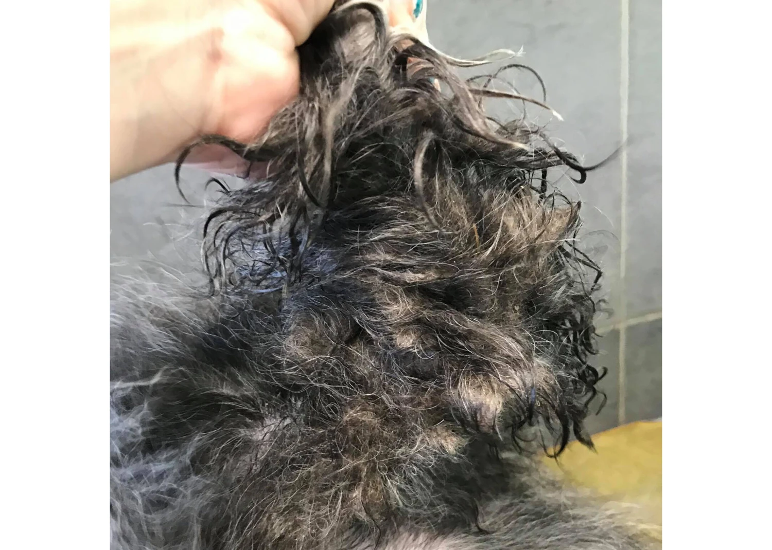 Show Tech+ Quick Fix Spray RTU 500 Ml 3 Show Tech+ Quick Fix Spray RTU 500 Ml - Image 3