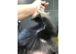 Show Tech+ Quick Fix Spray RTU 500 Ml 8 Show Tech+ Quick Fix Spray RTU 500 Ml -Pet Care Shop 43stp001 4 d91dwgpzbstyrwee