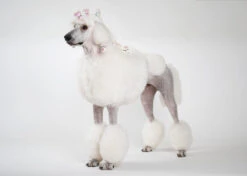 Show Tech Plastic Wraps 100 Pcs Hologram Red 15 X 40 Cm -Pet Care Shop 65ste687 2 3vzetmbxnbx2qqf9