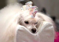 Show Tech Plastic Wraps 100 Pcs Hologram Blue 15 X 40 Cm -Pet Care Shop 65ste688 1 x7ou7sbdaos5ieky