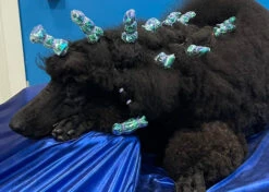 Show Tech Plastic Wraps 100 Pcs Hologram Blue 15 X 40 Cm -Pet Care Shop 65ste688 3 y1rpgntv0kq29v4s