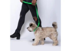 Jelly Pet Grooming Leads Lime Green 1 Cm X 120 Cm -Pet Care Shop 94jpe005 c3lcbdk0rmyxm3v4