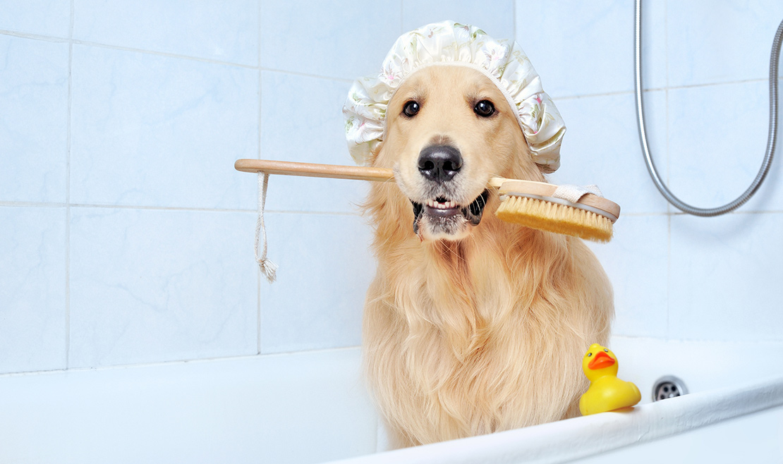 Pet Care Shop -Pet Care Shop blog bathing your pet at home