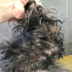 Show Tech+ Quick Fix Spray Concentrated 250 Ml -Pet Care Shop stp multipurpose instagram 1080x1080 06 1 e1hruwm3hklyrigp